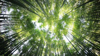 Bamboo leaf canopy